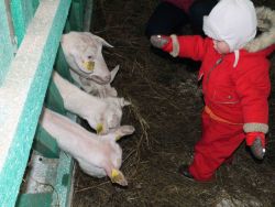 Молодой ида-вируский фермер хочет напоить Эстонию козьим молоком